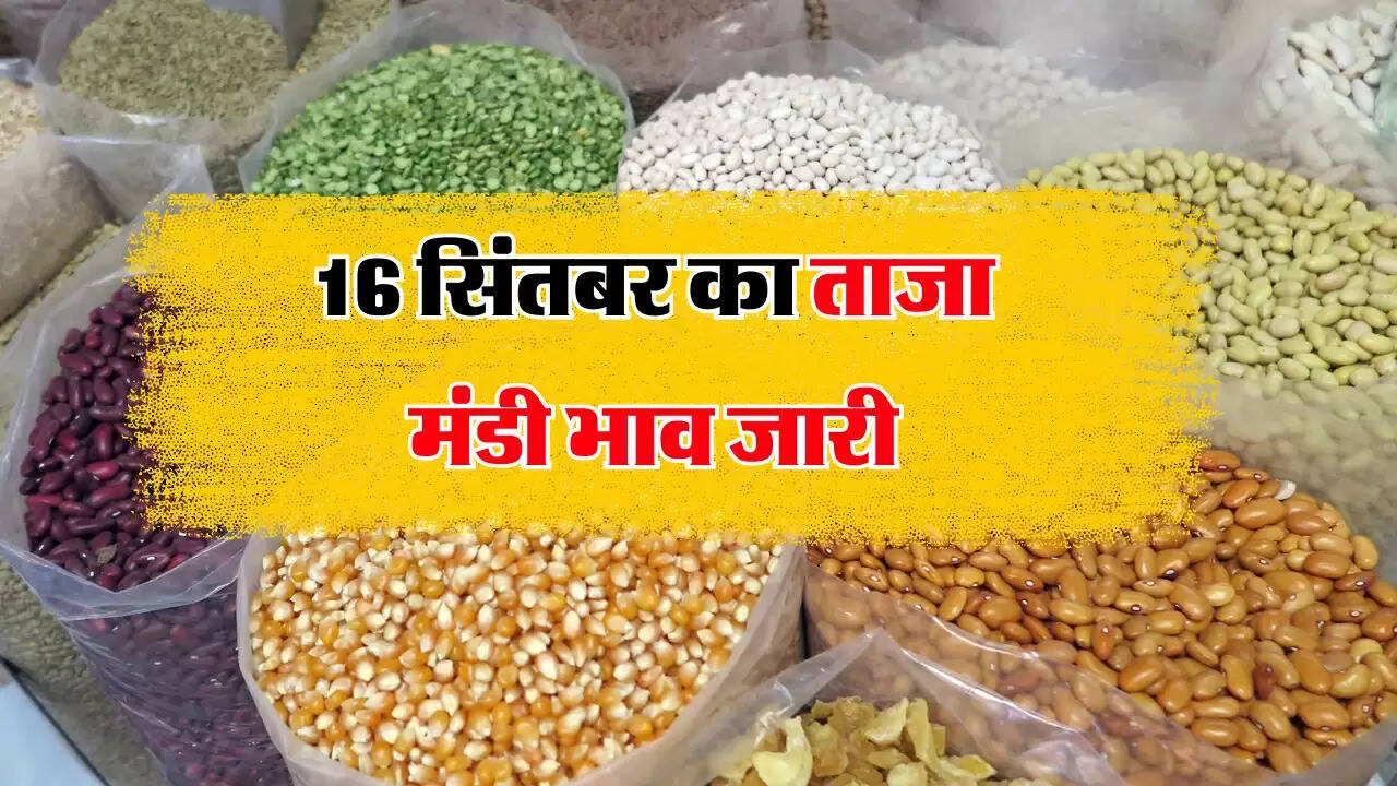 Mandi Bhav: 16 सिंतबर का ताजा मंडी भाव जारी, गेहूं सोयाबीन में हल्की गिरावट
